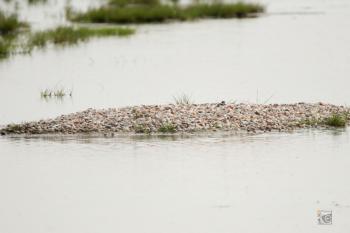 Broedende kleine plevier bij plas-dras G.J. Sijtsma